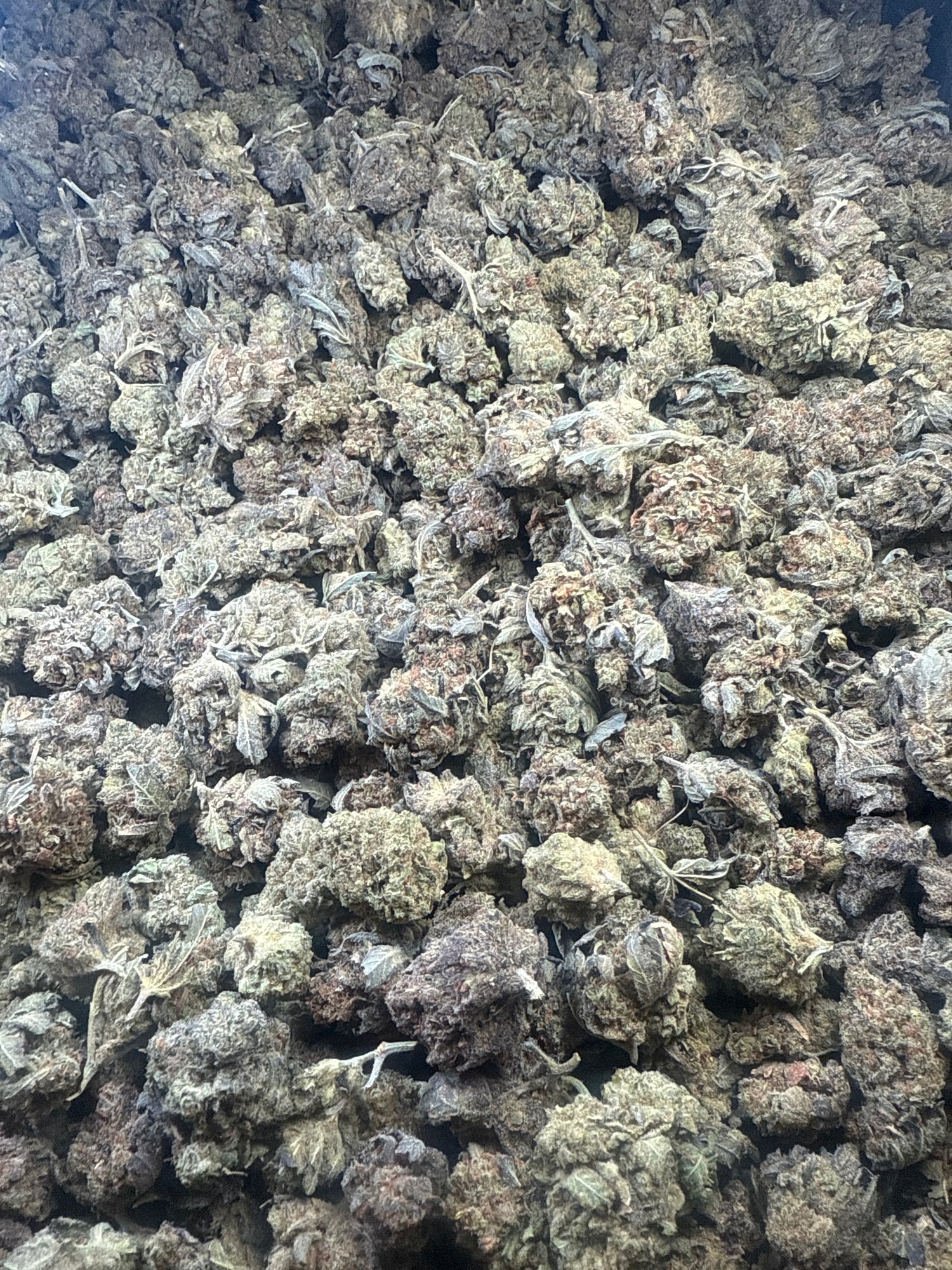 Tropicana Cookies THCA Flower (Lows) | Nugs™ Affordable Hybrid