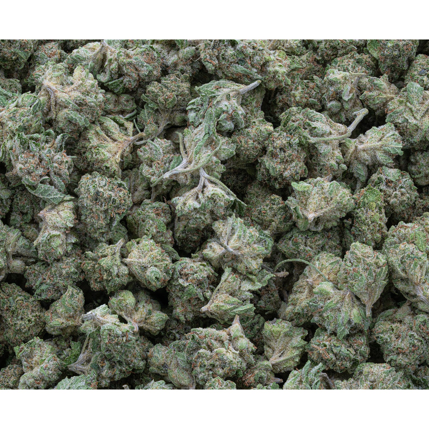 Rainbow Belts | Exotic THCA Smalls