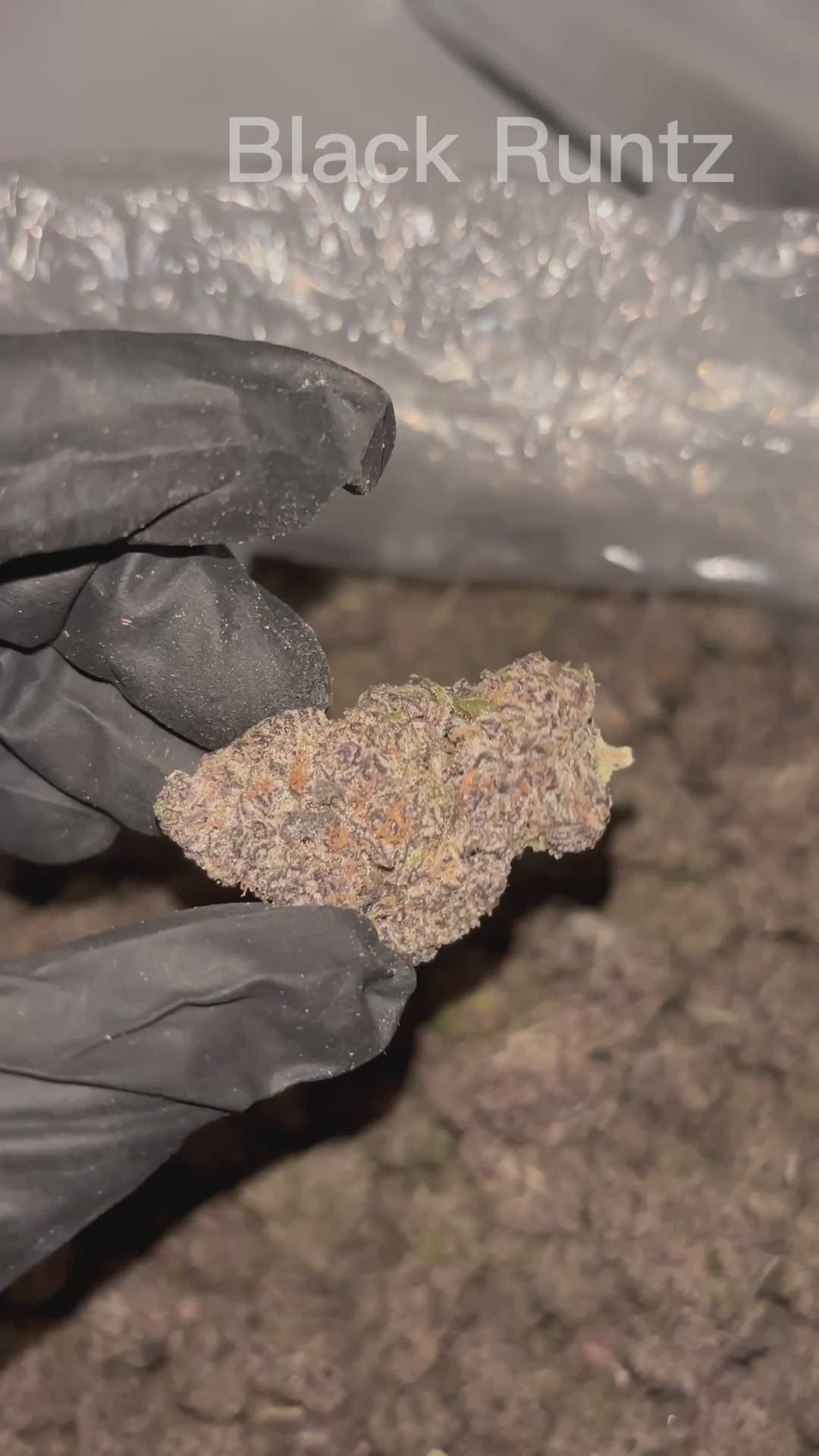 Black Runtz THCA Flower | Nugs™ Premium Exotic Hybrid
