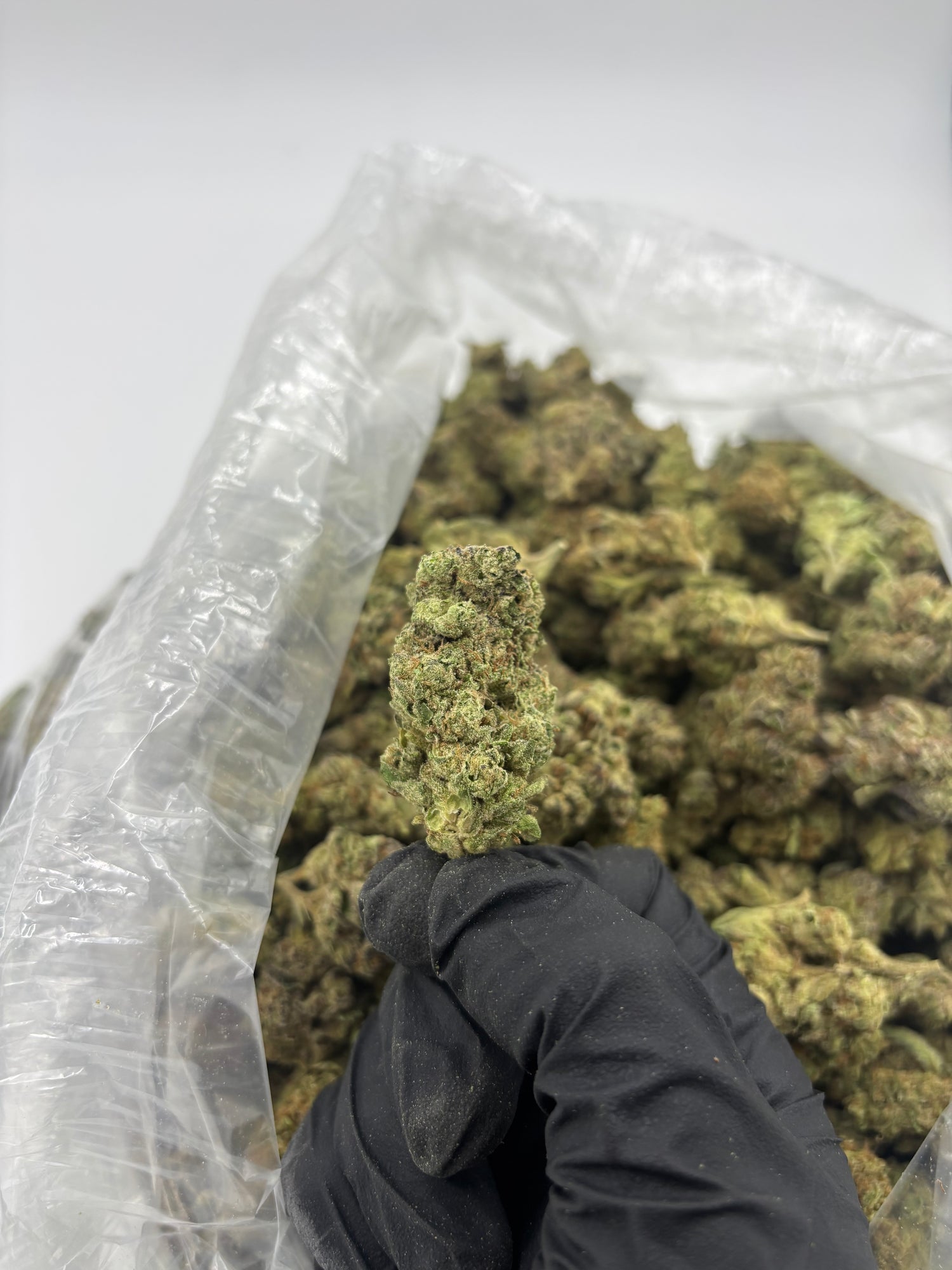 Obama Runtz THCA Flower | Nugs™ Premium Exotic Hybrid
