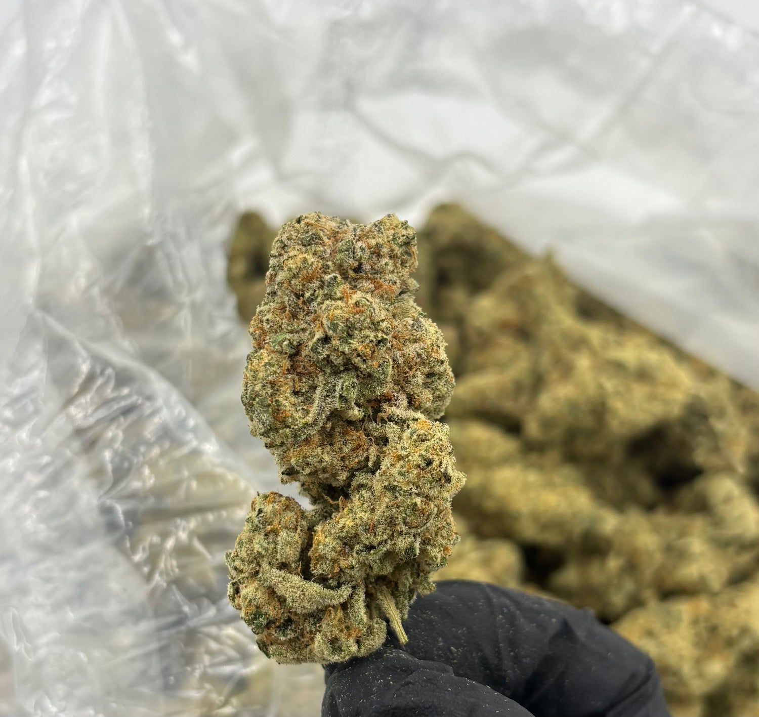 Gush Mintz THCA Flower | Nugs™ Premium Exotic Hybrid