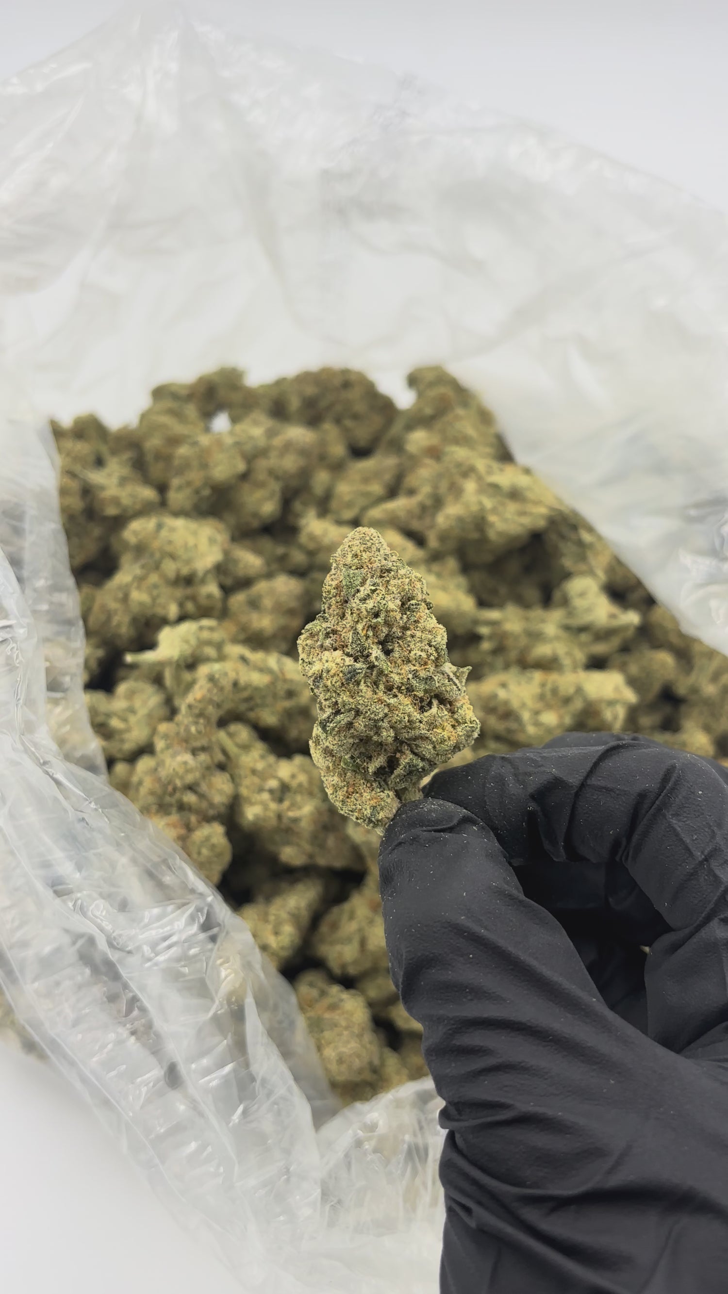 Gush Mintz THCA Flower | Nugs™ Premium Exotic Hybrid