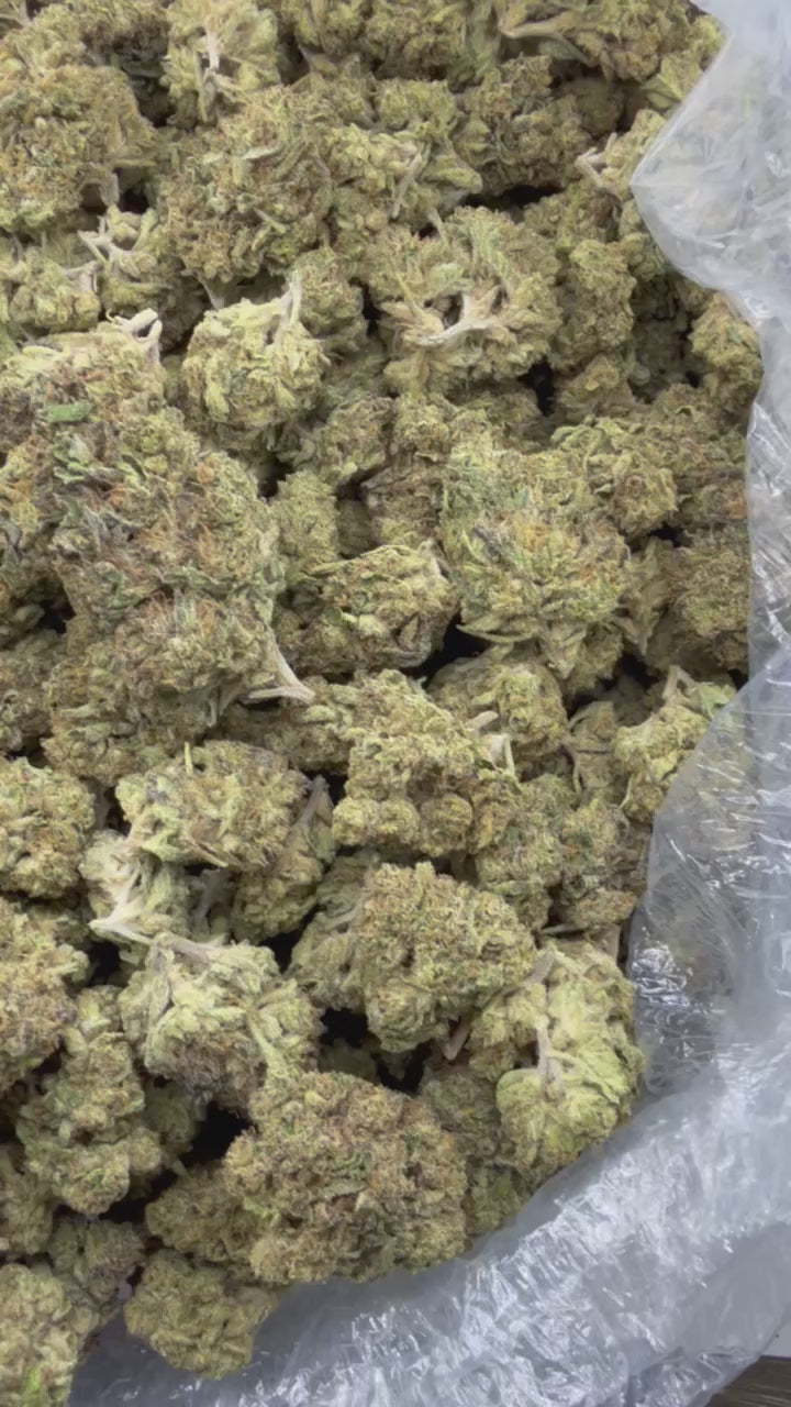 Hazed & Confused | Light Dep by THCA Nugs